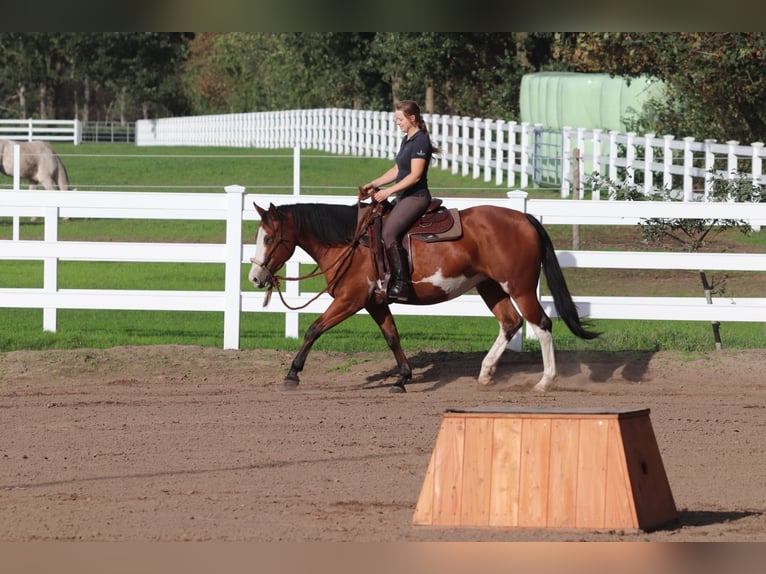 Other Breeds Mix Mare 4 years 15.1 hh Overo-all-colors in Oberhausen
