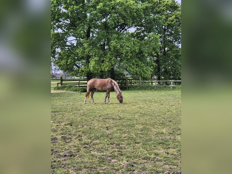 Other Breeds Mare 4 years 15.1 hh Palomino in Breda