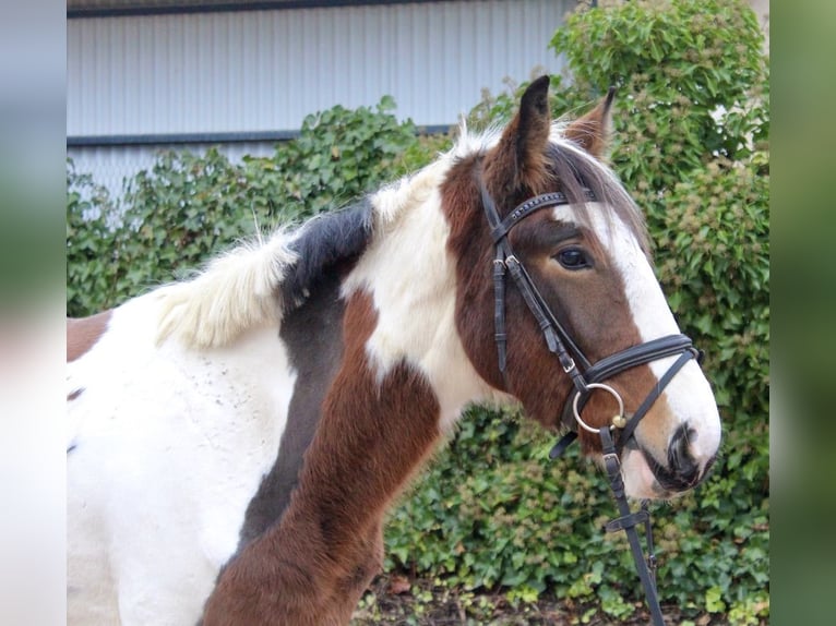 Other Breeds Mare 4 years 15,1 hh Pinto in Sonnefeld