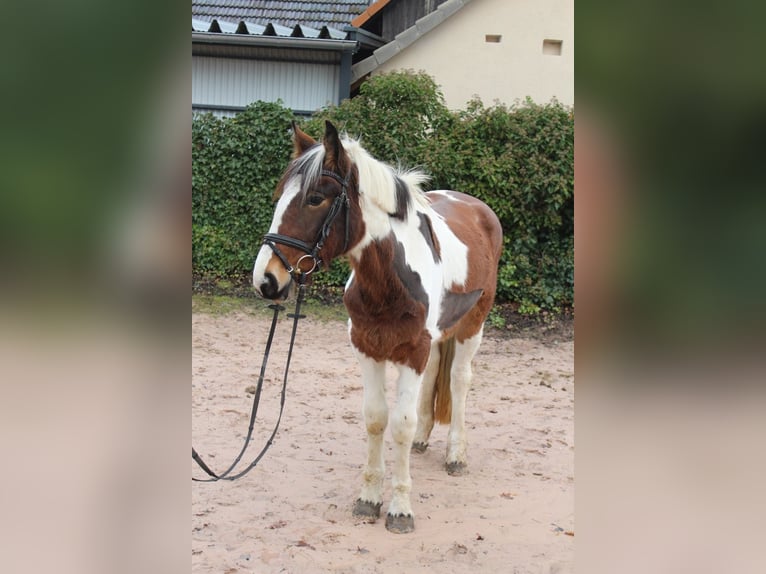 Other Breeds Mare 4 years 15,1 hh Pinto in Sonnefeld