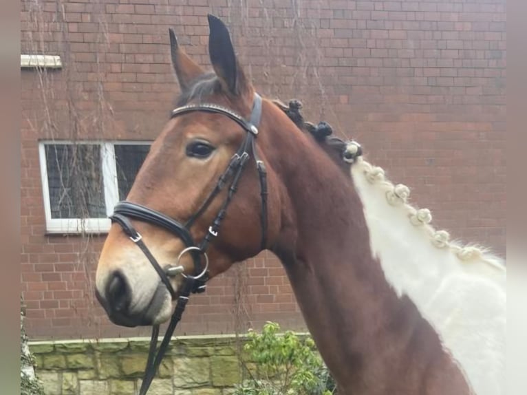 Other Breeds Mare 4 years 15.1 hh Pinto in Hopsten