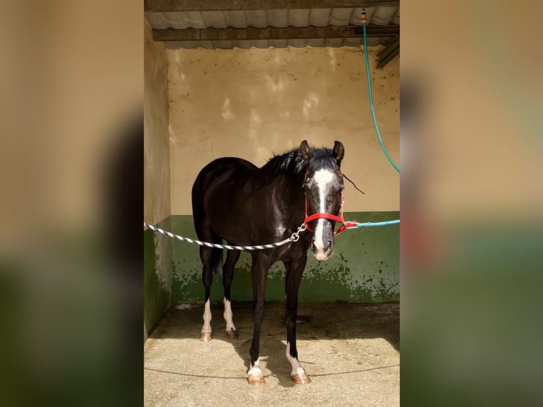 Other Breeds Mix Mare 4 years 15,2 hh Black in Almafra (Zona)