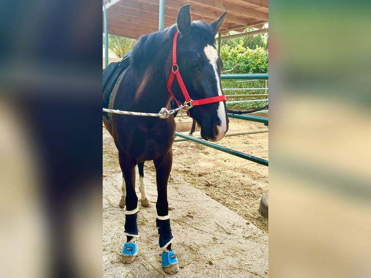 Other Breeds Mix Mare 4 years 15,2 hh Black in Almafra (Zona)