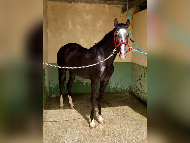 Other Breeds Mix Mare 4 years 15,2 hh Black in Almafra (Zona)