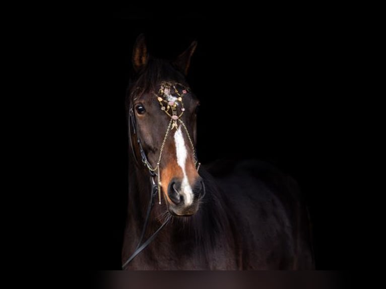 Other Breeds Mare 4 years 15,2 hh Brown in Rohlfshagen