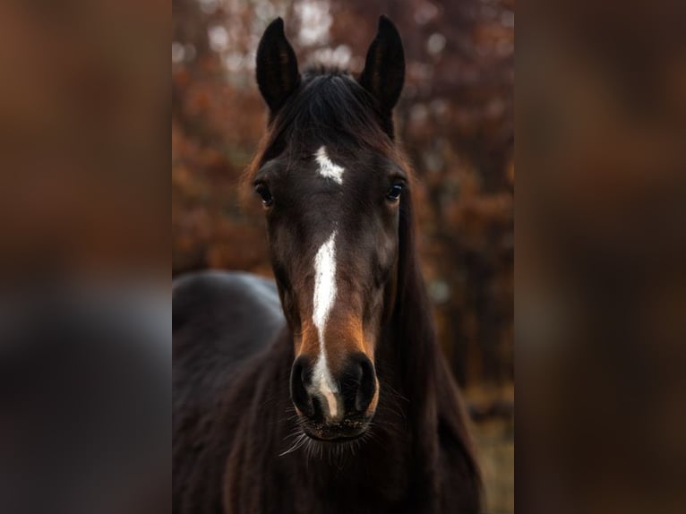 Other Breeds Mare 4 years 15,2 hh Brown in Rohlfshagen