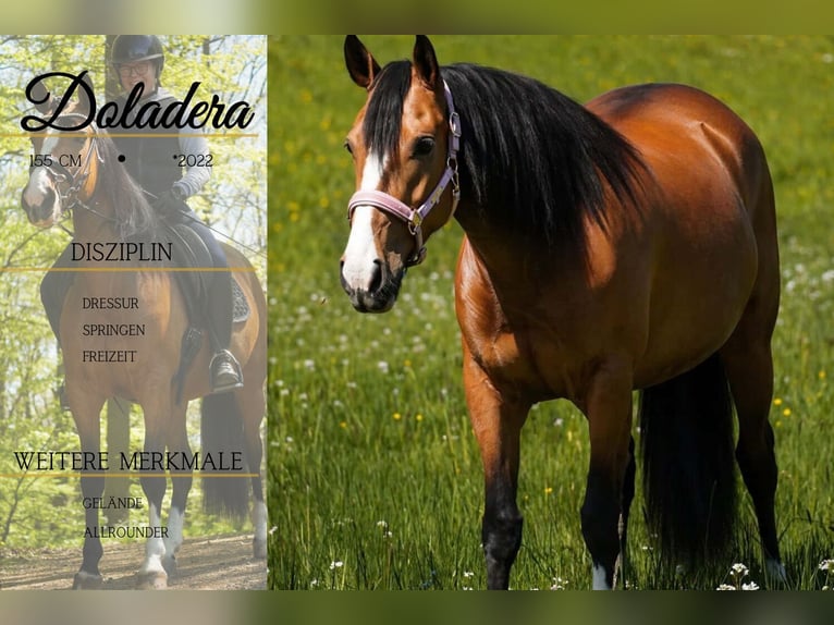 Other Breeds Mare 4 years 15.2 hh  in Nettersheim