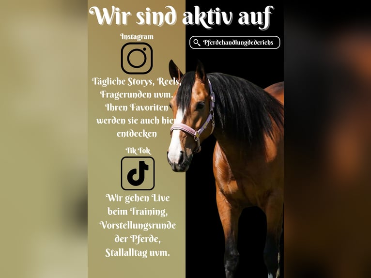 Other Breeds Mare 4 years 15.2 hh  in Nettersheim