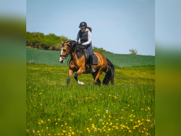 Other Breeds Mare 4 years 15.2 hh  in Nettersheim