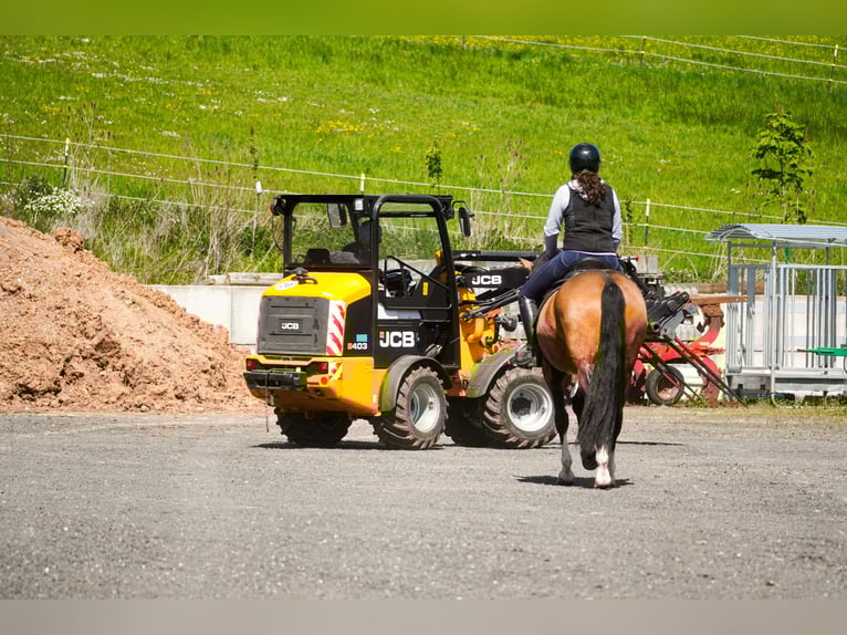Other Breeds Mare 4 years 15.2 hh  in Nettersheim