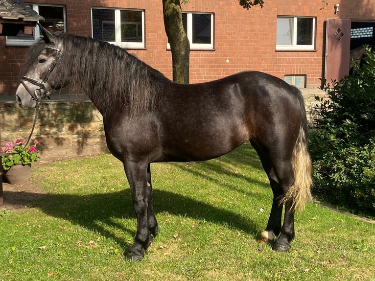 Other Breeds Mare 4 years 15,2 hh Gray-Dark-Tan in Hopsten