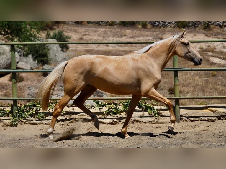 Other Breeds Mare 4 years 15,2 hh Palomino in NAVAS DEL MADRONO