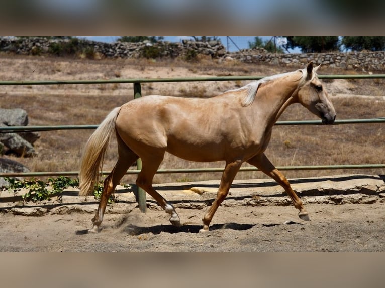 Other Breeds Mare 4 years 15,2 hh Palomino in NAVAS DEL MADRONO