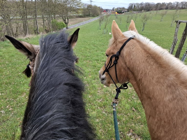 Other Breeds Mare 4 years 15.2 hh Palomino in Geilenkirchen