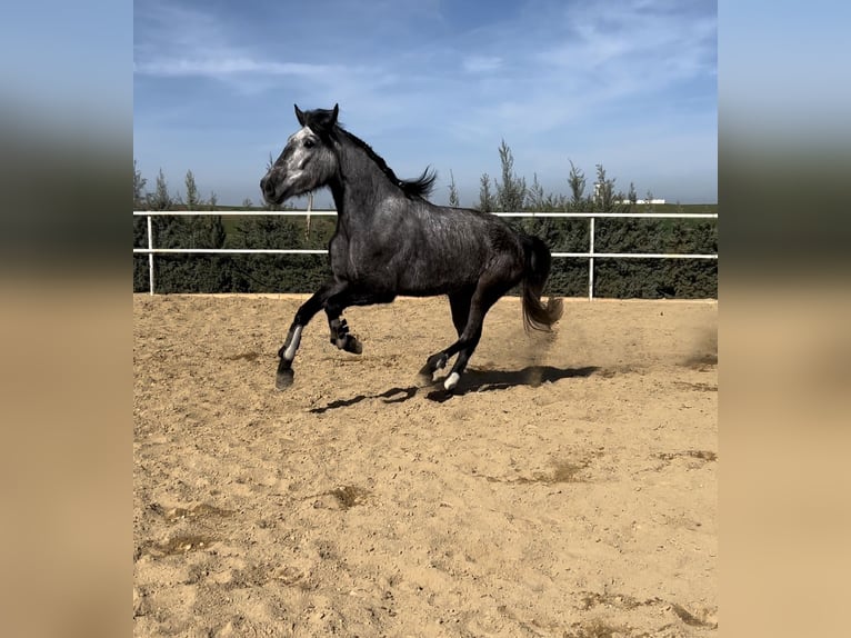 Other Breeds Mare 4 years 15,3 hh Gray in Campanario