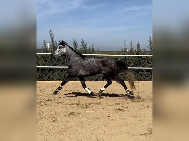 Other Breeds Mare 4 years 15,3 hh Gray in Campanario