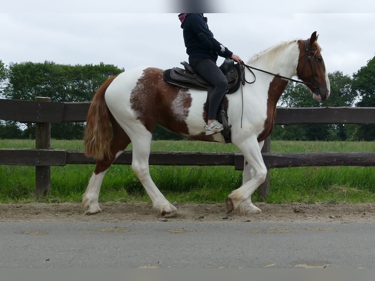 Other Breeds Mare 4 years 15,3 hh Pinto in Lathen