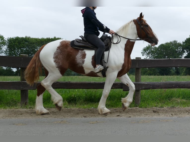 Other Breeds Mare 4 years 15,3 hh Pinto in Lathen