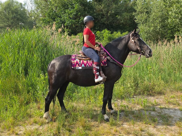 Other Breeds Mare 4 years 15 hh Black in Linkenbach
