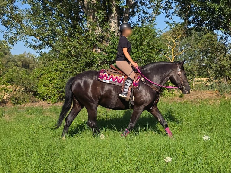 Other Breeds Mare 4 years 15 hh Black in Linkenbach