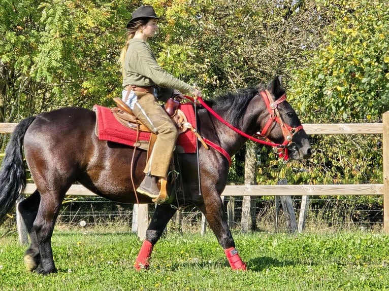 Other Breeds Mare 4 years 15 hh Black in Linkenbach