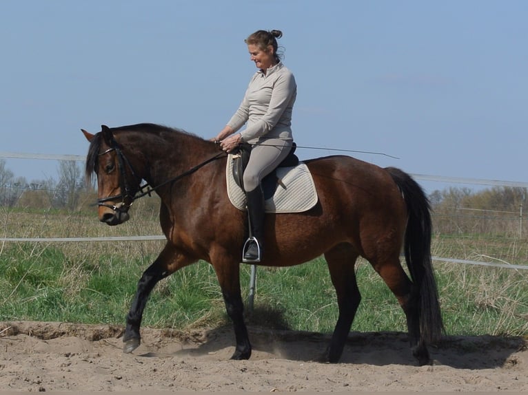 Other Breeds Mix Mare 4 years 15 hh Brown in Kremmen