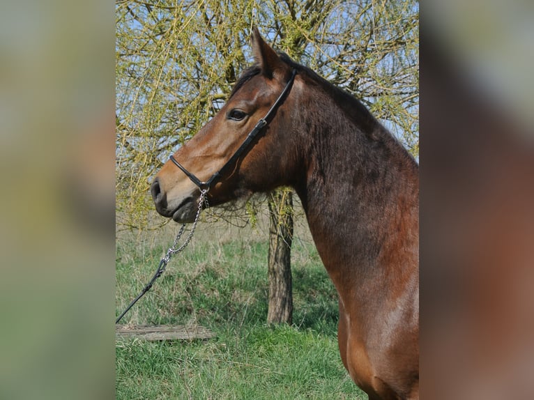 Other Breeds Mix Mare 4 years 15 hh Brown in Kremmen