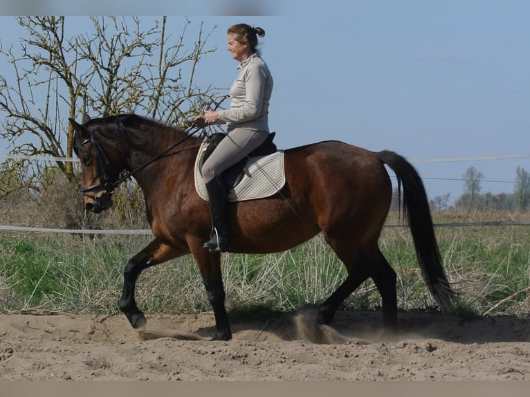 Other Breeds Mix Mare 4 years 15 hh Brown in Kremmen