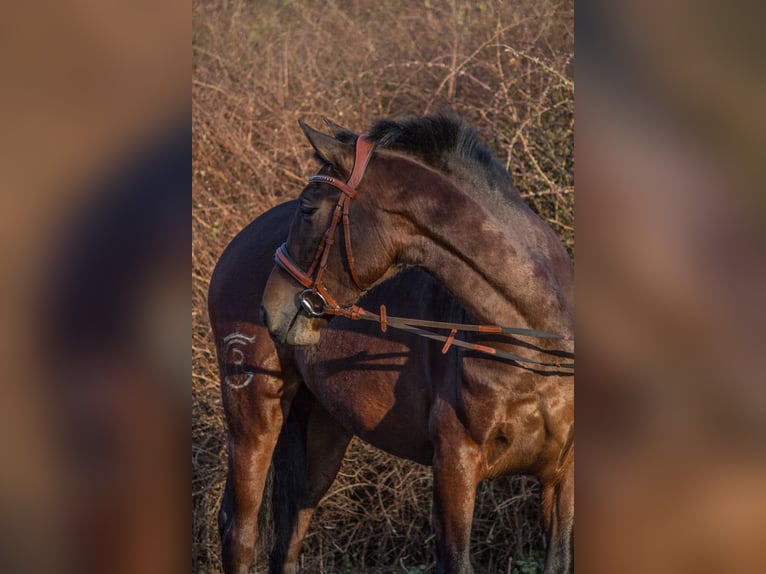 Other Breeds Mare 4 years 15 hh Brown in Schw&#xE4;bisch Gm&#xFC;nd