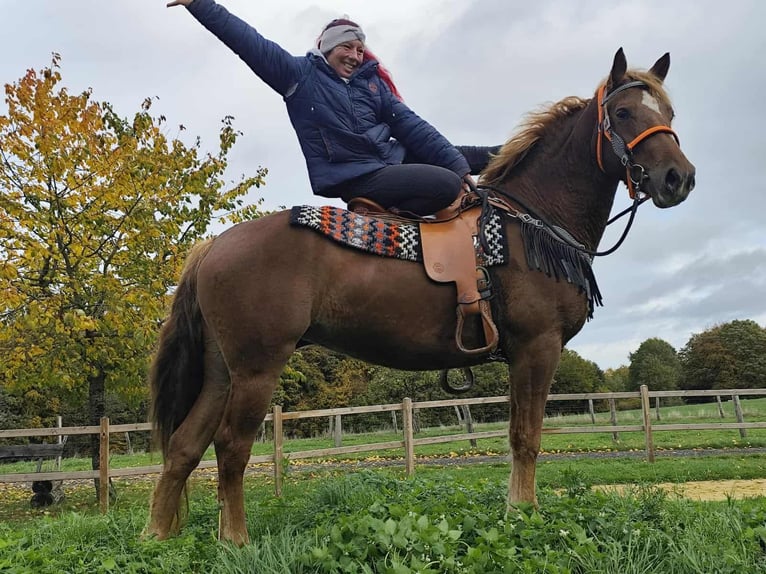Other Breeds Mare 4 years 15 hh Chestnut-Red in Linkenbach
