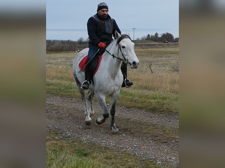Other Breeds Mare 4 years 15 hh Grey-Dapple in Ellersleben