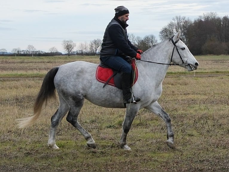 Other Breeds Mare 4 years 15 hh Grey-Dapple in Ellersleben