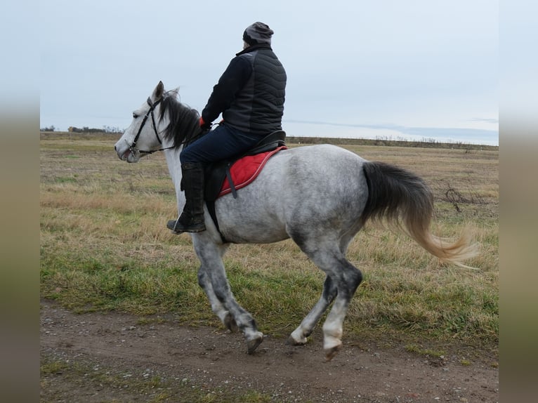 Other Breeds Mare 4 years 15 hh Grey-Dapple in Ellersleben
