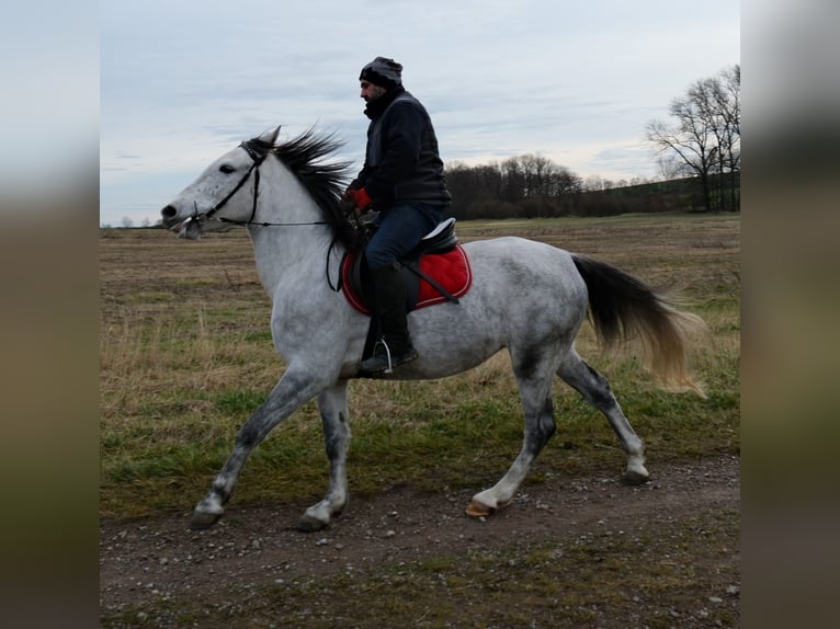 Other Breeds Mare 4 years 15 hh Grey-Dapple in Ellersleben