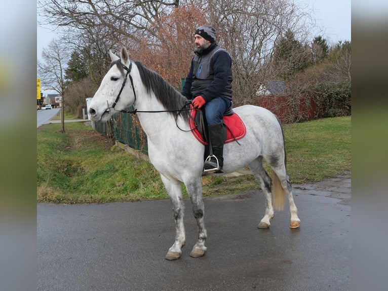 Other Breeds Mare 4 years 15 hh Grey-Dapple in Ellersleben