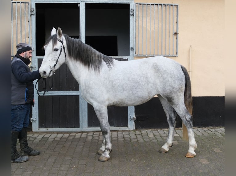 Other Breeds Mare 4 years 15 hh Grey-Dapple in Ellersleben
