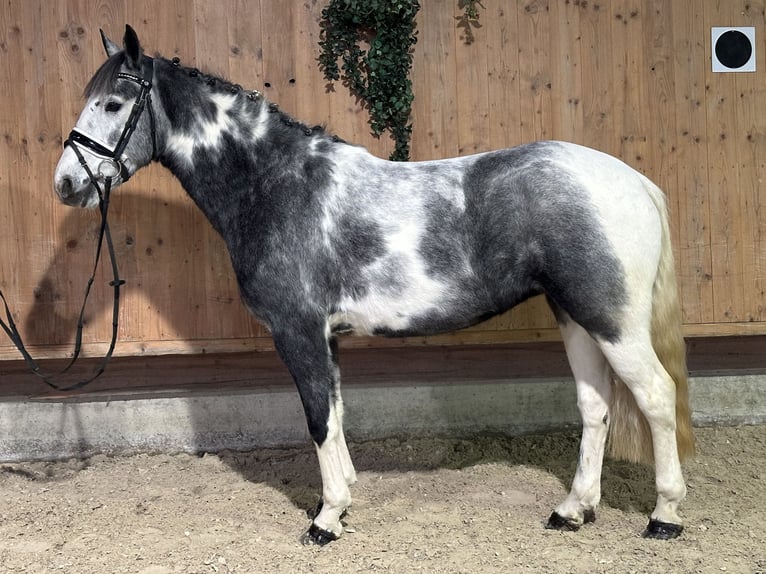 Other Breeds Mix Mare 4 years 15 hh Pinto in Riedlingen