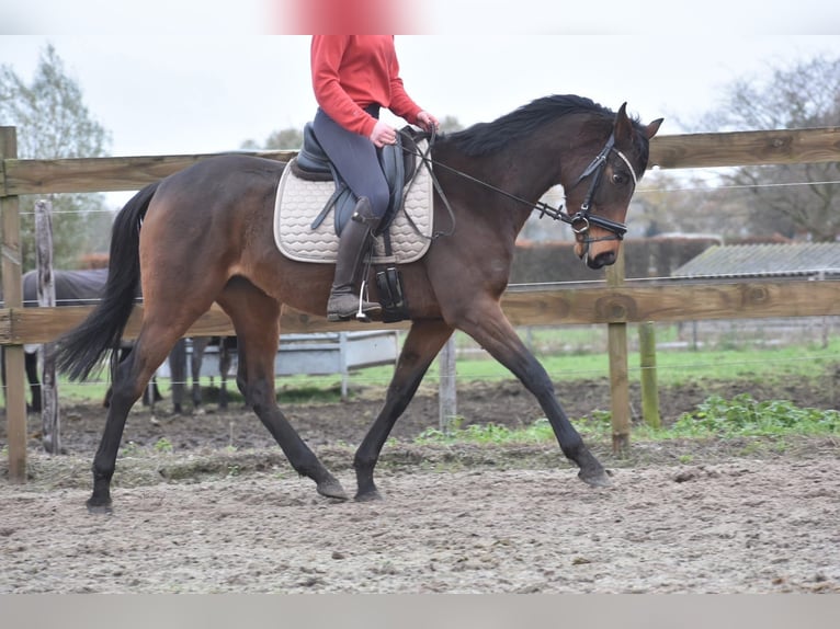 Other Breeds Mare 4 years 15,1 hh Brown in Achtmaal