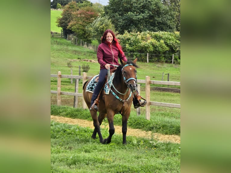 Other Breeds Mix Mare 4 years 15,1 hh Brown in Linkenbach