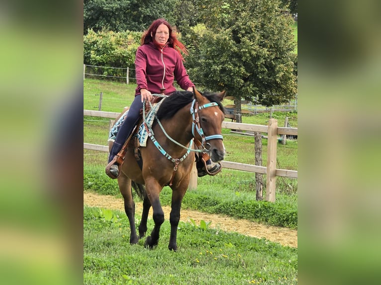 Other Breeds Mix Mare 4 years 15,1 hh Brown in Linkenbach