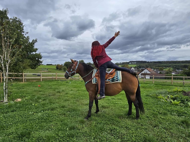 Other Breeds Mix Mare 4 years 15,1 hh Brown in Linkenbach
