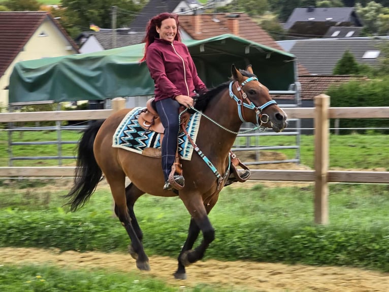 Other Breeds Mix Mare 4 years 15,1 hh Brown in Linkenbach