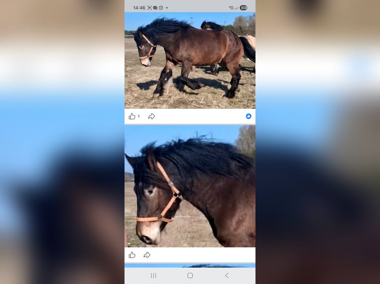 Other Breeds Mare 4 years 15,1 hh Brown in Velten