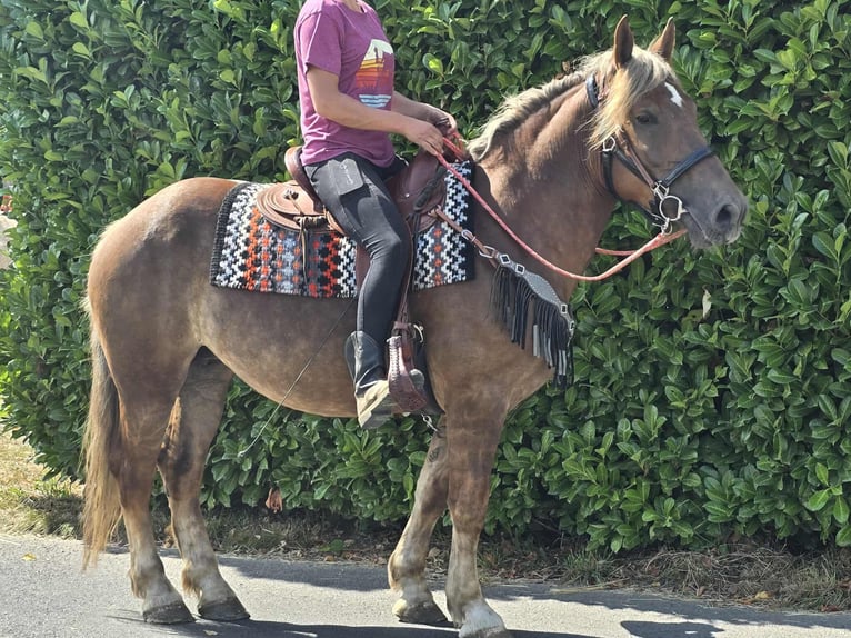 Other Breeds Mare 4 years 15,1 hh Chestnut in Linkenbach
