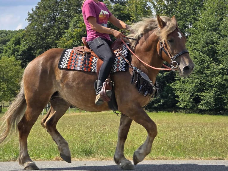 Other Breeds Mare 4 years 15,1 hh Chestnut in Linkenbach