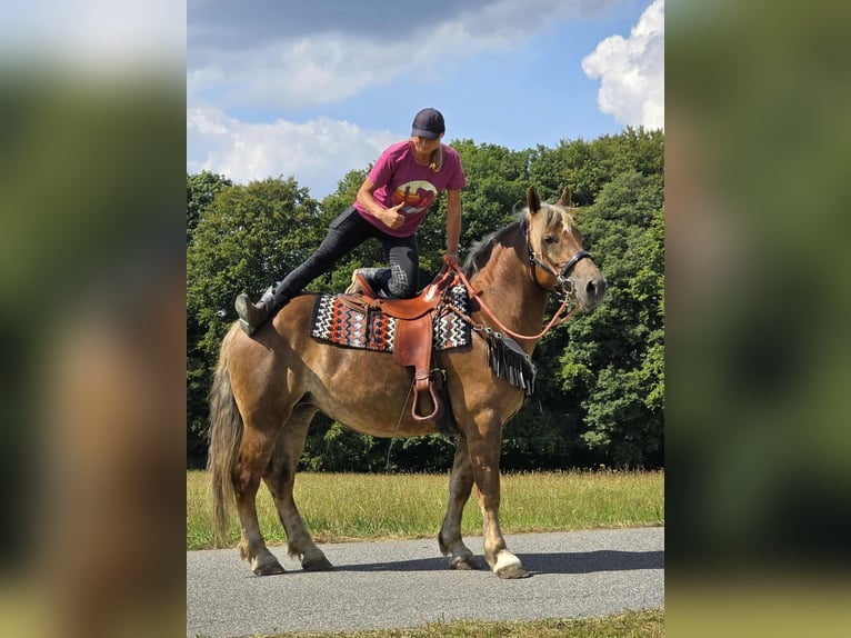 Other Breeds Mare 4 years 15,1 hh Chestnut in Linkenbach