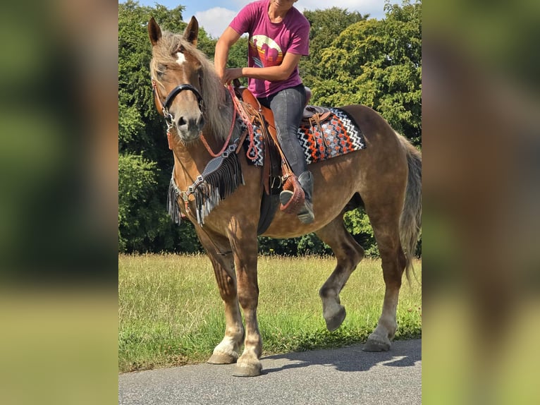 Other Breeds Mare 4 years 15,1 hh Chestnut in Linkenbach