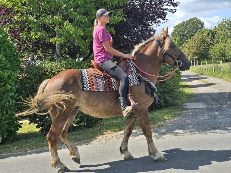 Other Breeds Mare 4 years 15,1 hh Chestnut in Linkenbach