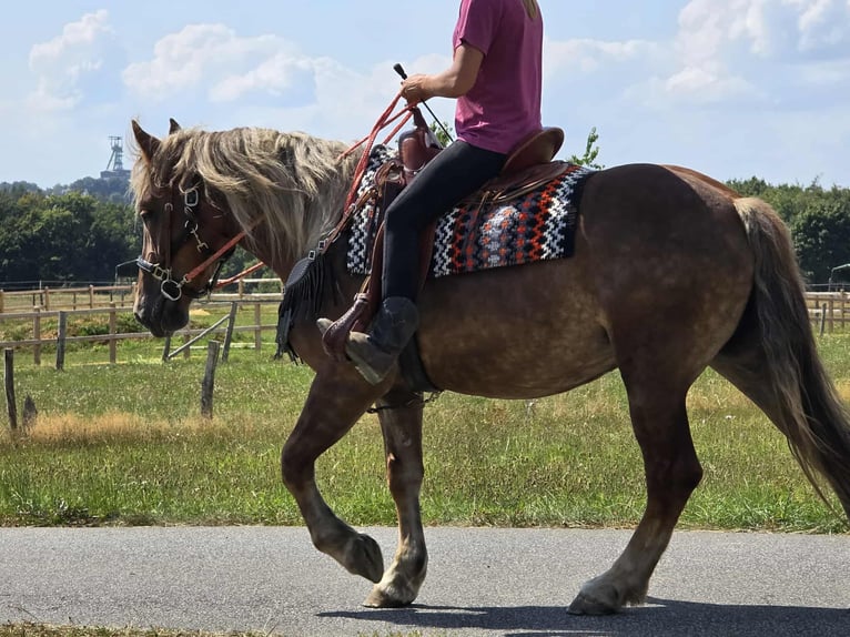 Other Breeds Mare 4 years 15,1 hh Chestnut in Linkenbach