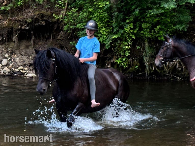 Other Breeds Mare 4 years 15,2 hh Black in Vilnius